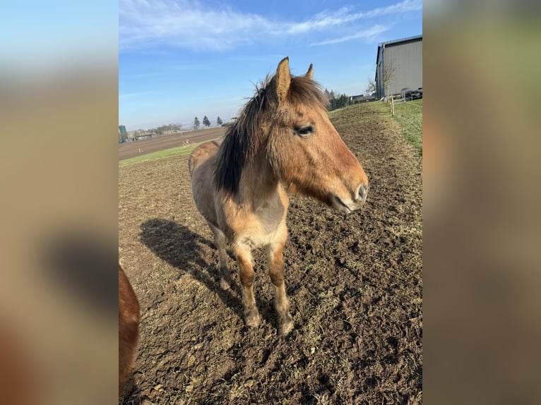 Fjord Horses Stallion 2 years 13,1 hh Dun in Daleiden