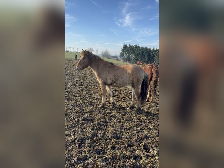 Fjord Horses Stallion 2 years 13,1 hh Dun in Daleiden