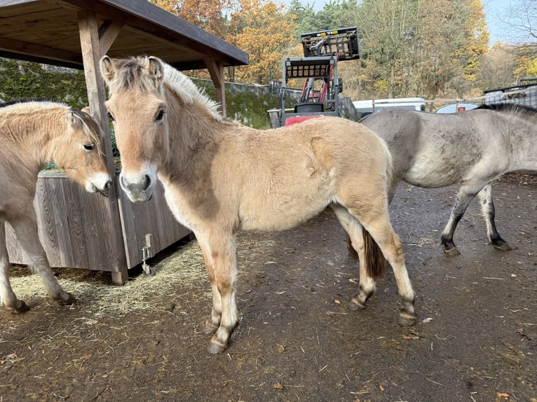 Fjord Horses Stallion 2 years Dun in Neuendettelsau