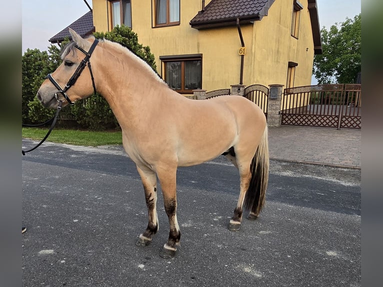 Fjord Horses Stallion 3 years 13 hh Dun in Z&#x142;otk&#xF3;w