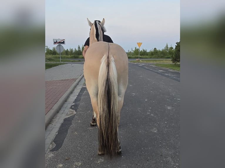Fjord Horses Stallion 3 years 13 hh Dun in Z&#x142;otk&#xF3;w