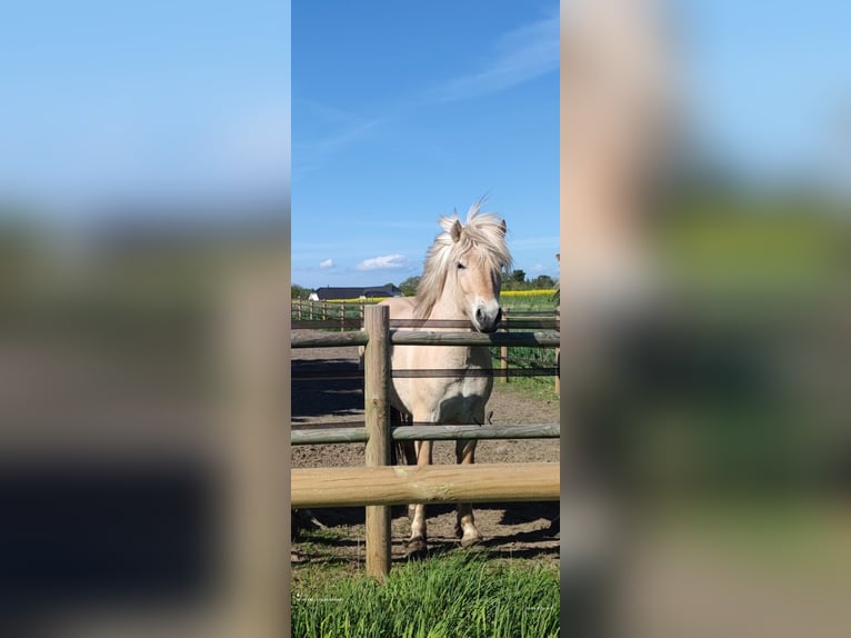 Fjord Horses Stallion 3 years 14 hh Red Dun in N&#xF8;rager
