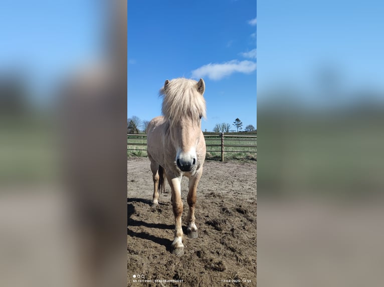 Fjord Horses Stallion 3 years 14 hh Red Dun in N&#xF8;rager