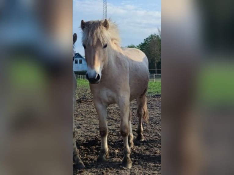 Fjord Horses Stallion 3 years 14 hh Red Dun in N&#xF8;rager