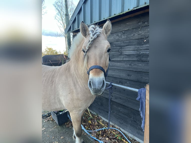 Fjord Horses Stallion 4 years 14,1 hh  in Mussel