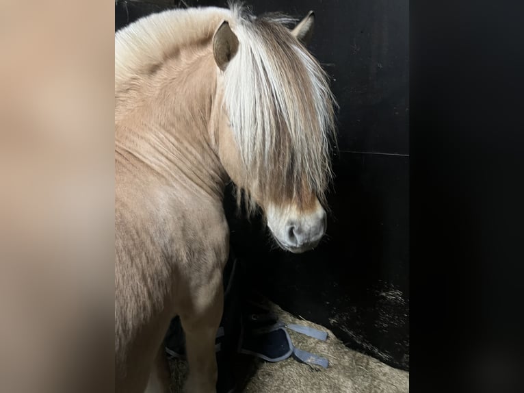 Fjord Horses Stallion 4 years 14,1 hh  in Mussel