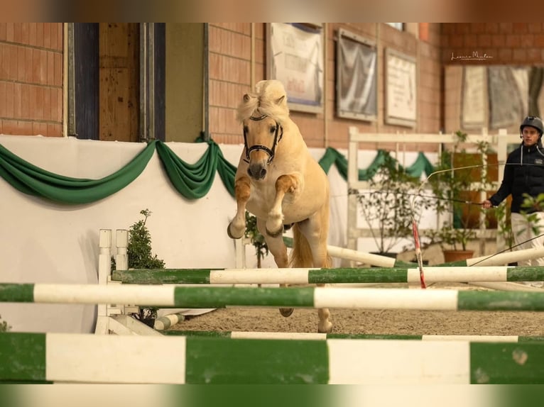 Fjord Horses Stallion 5 years 14 hh Red Dun in Hijken