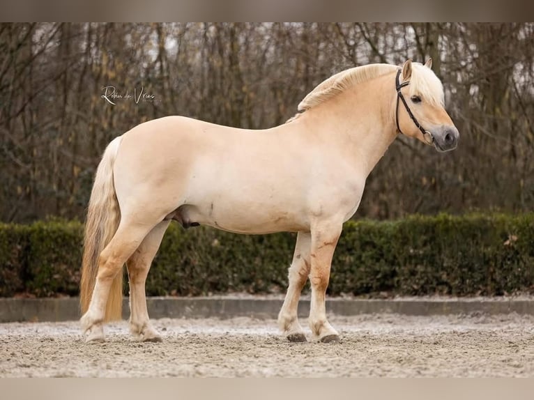 Fjord Horses Stallion 5 years 14 hh Red Dun in Hijken