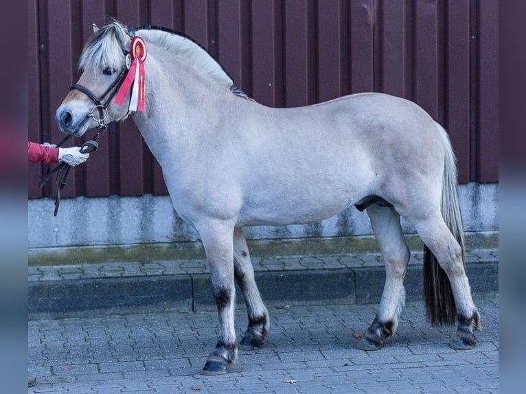 Fjord Horses Stallion 6 years 14,1 hh Dun in Nordhorn