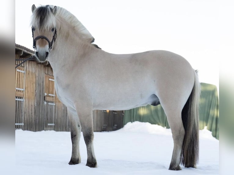 Fjord Horses Stallion 6 years 14,1 hh Dun in Nordhorn