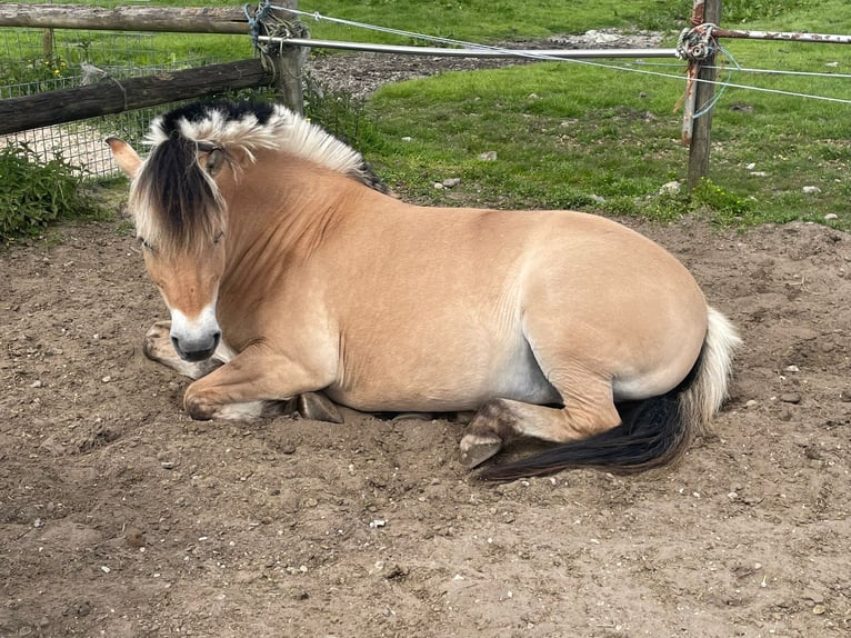 Fjord Horses Stallion 6 years 14,1 hh in Malle