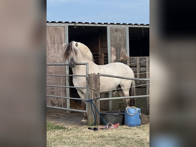 Fjord Horses Stallion 7 years 14.1 hh Dun in BonnBinn
