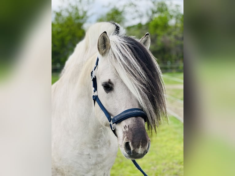 Fjord Horses Stallion 7 years 14.1 hh Dun in BonnBinn