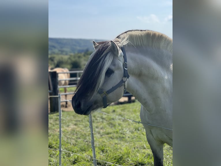 Fjord Horses Stallion 7 years 14.1 hh Dun in BonnBinn