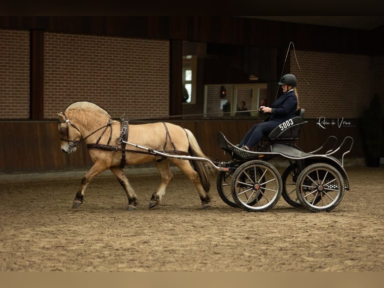 Fjord Horses Stallion in Hensbroek