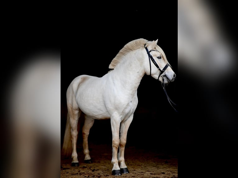 Fjord Horses Stallion Dun in Voitsberg