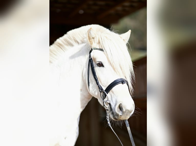 Fjord Horses Stallion Dun in Voitsberg