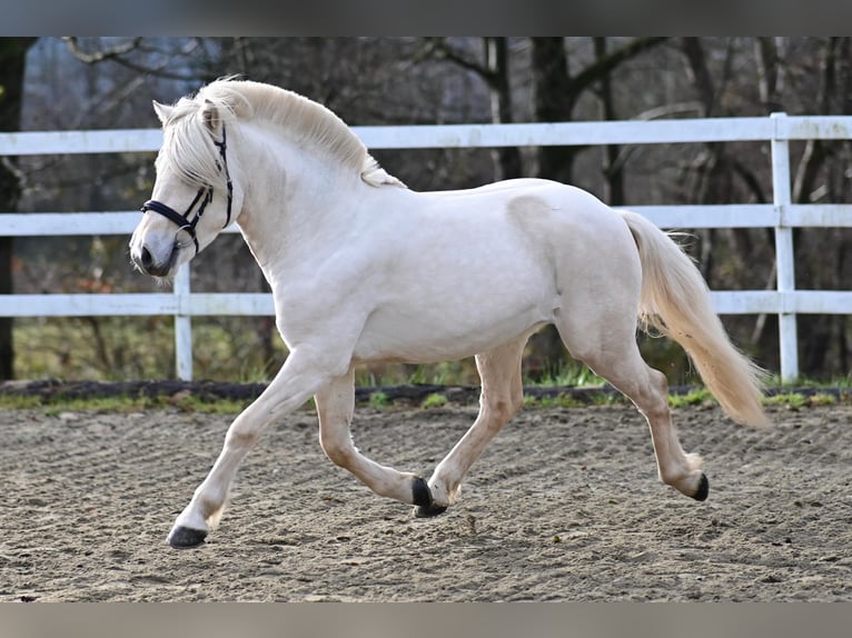 Fjord Horses Stallion Dun in Voitsberg