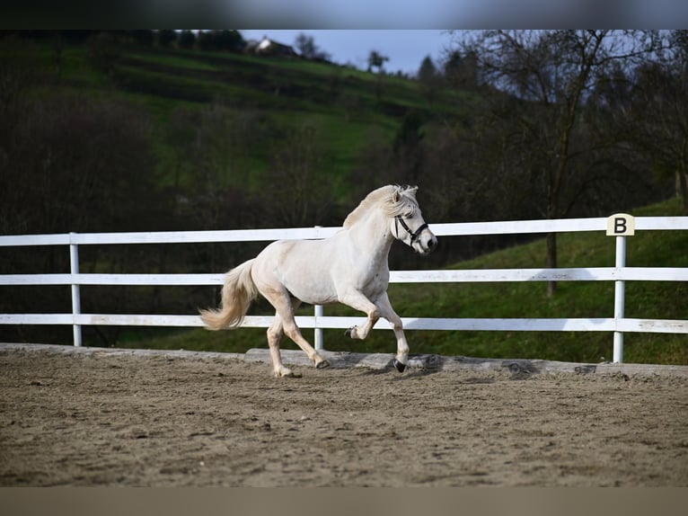 Fjord Horses Stallion Dun in Voitsberg