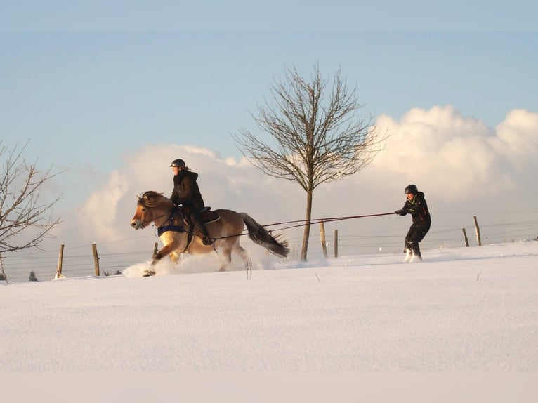 Fjord Horses Stallion Dun in Remscheid