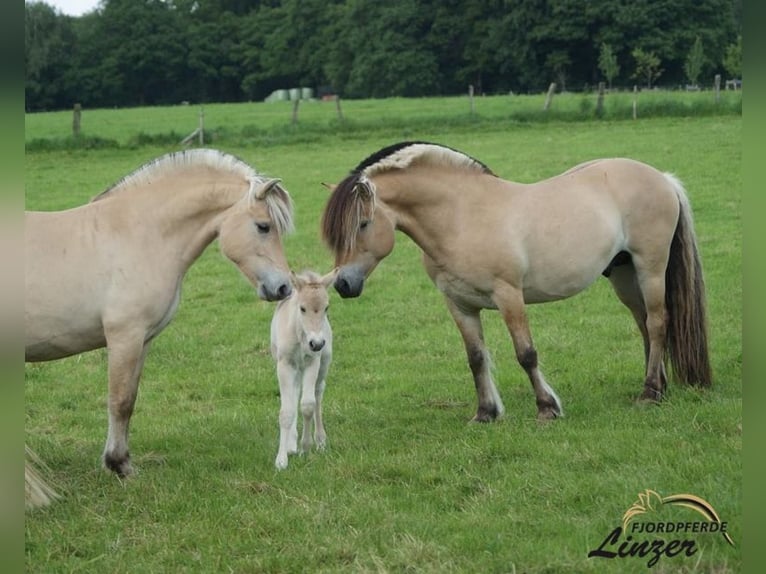 Fjord Horses Stallion Dun in Remscheid