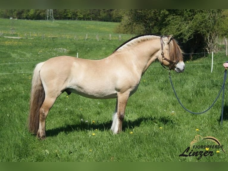 Fjord Horses Stallion Dun in Remscheid