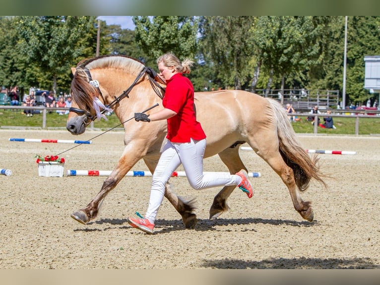 Fjord Horses Stallion Dun in Remscheid