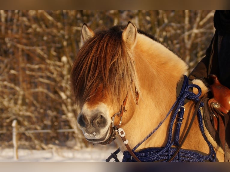 Fjord Horses Stallion Dun in Remscheid