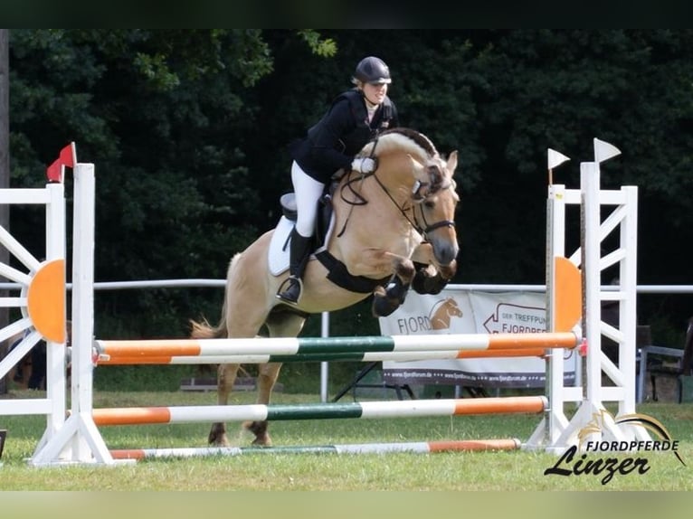 Fjord Horses Stallion Dun in Remscheid