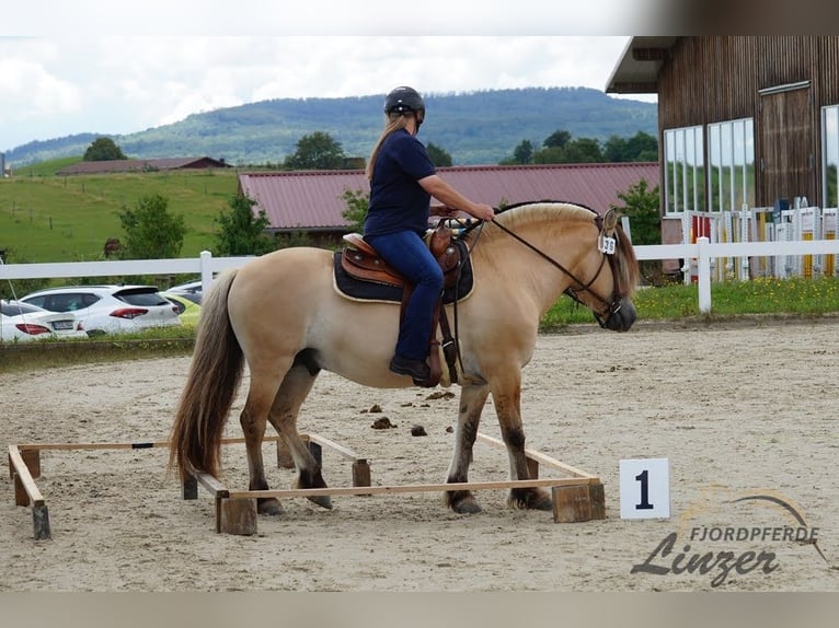 Fjord Horses Stallion Dun in Remscheid