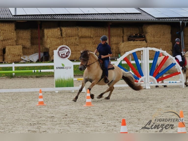 Fjord Horses Stallion Dun in Remscheid