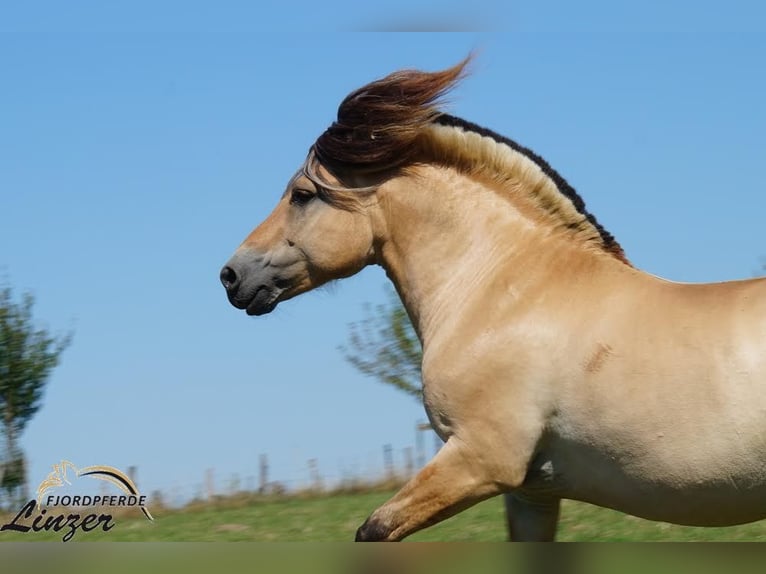 Fjord Horses Stallion Dun in Remscheid