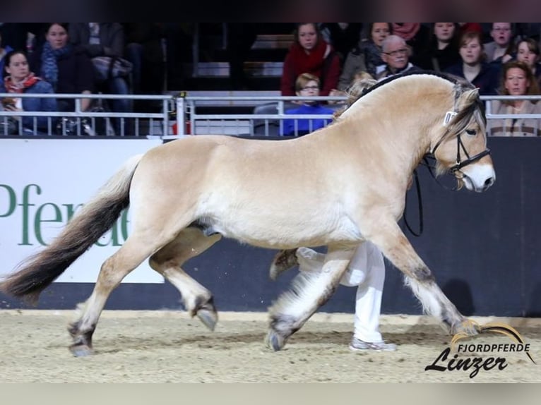 Fjord Horses Stallion Dun in Remscheid