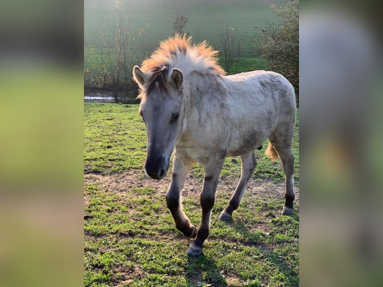 Fjord Horses Stallion Foal (04/2024) 14,1 hh Dun in Grein