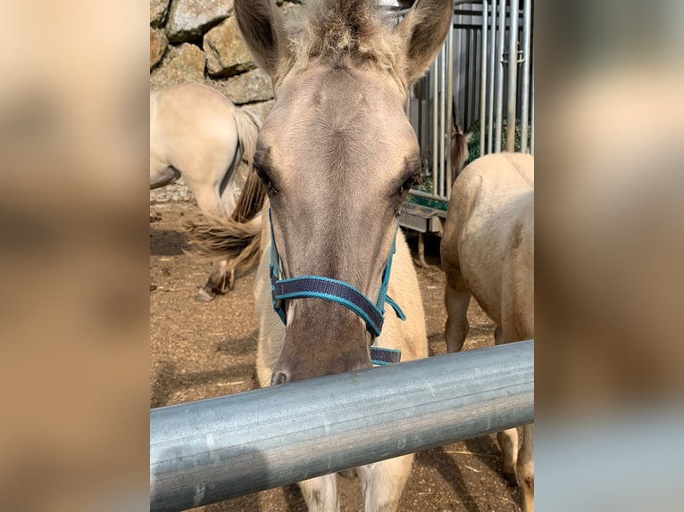 Fjord Horses Stallion Foal (04/2024) 14,1 hh Dun in Grein