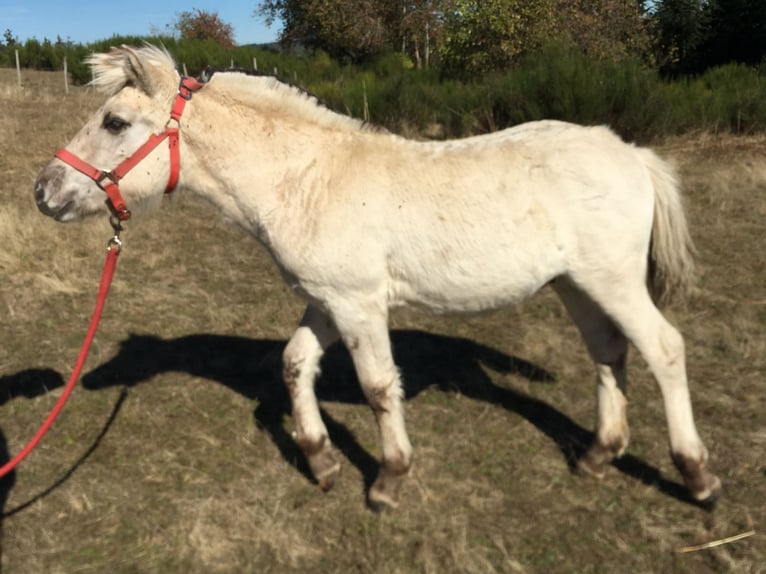 Fjord Horses Stallion Foal (05/2026) 14.1 hh Grey in Le puy en Velay