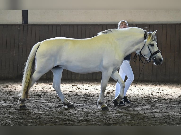 Fjord Horses Stallion Foal (05/2026) 14.2 hh Dun in Dingen