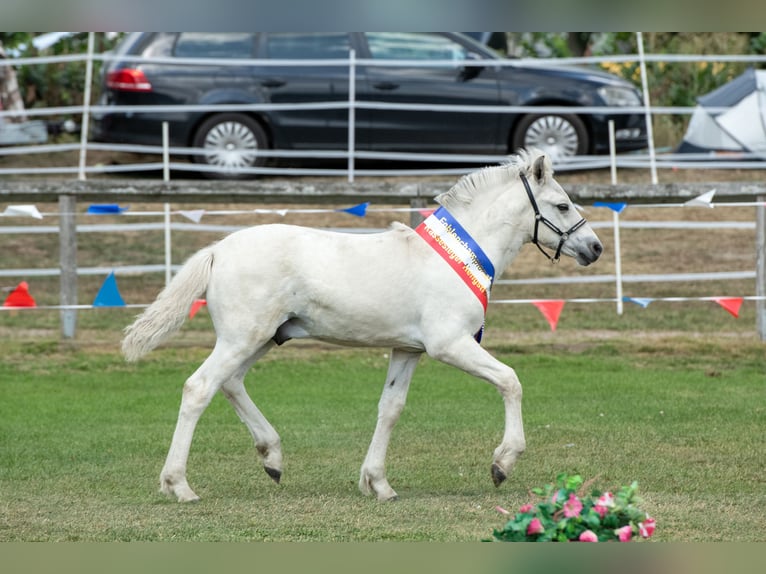 Fjord Horses Stallion Foal (05/2026) 14.2 hh Dun in Dingen