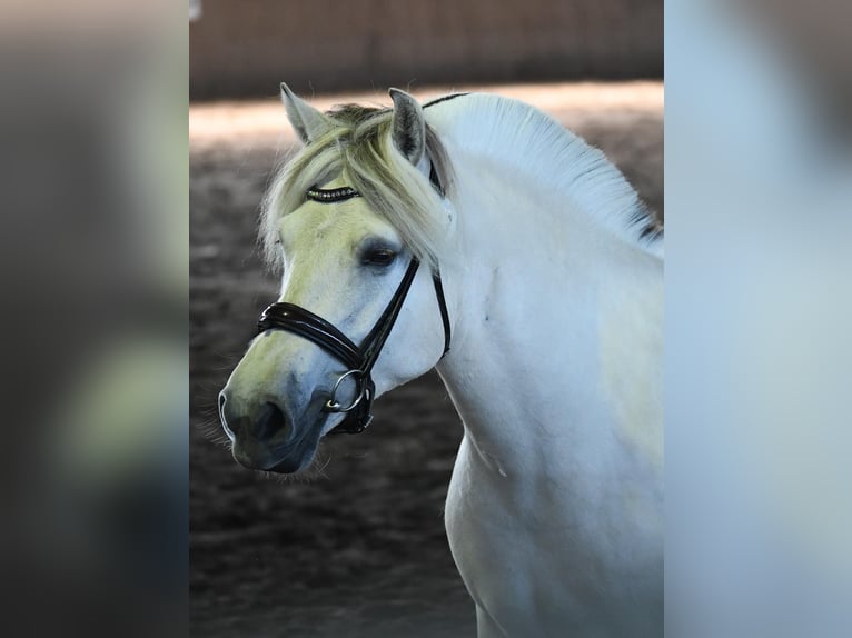 Fjord Horses Stallion Foal (05/2026) 14.2 hh Dun in Dingen