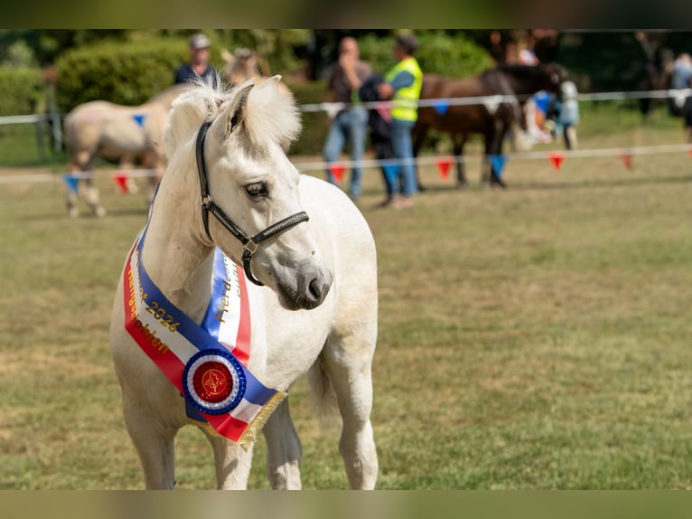 Fjord Horses Stallion Foal (05/2026) 14.2 hh Dun in Dingen