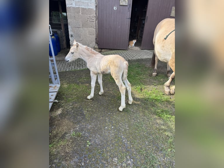 Fjord Horses Stallion Foal (05/2026) 14.2 hh Dun in Marsberg- Giershagen