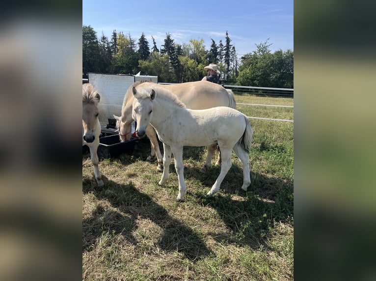 Fjord Horses Stallion Foal (05/2024) 14,2 hh Dun in Erfurt