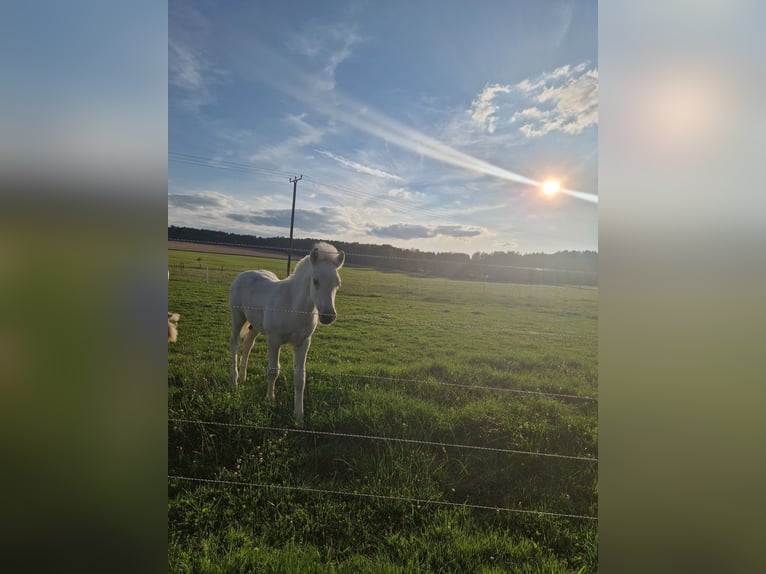 Fjord Horses Stallion Foal (05/2024) 14,2 hh Dun in Stipshausen