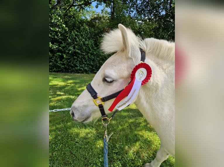 Fjord Horses Stallion Foal (05/2024) 14,2 hh Dun in Stipshausen