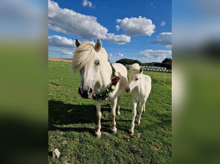 Fjord Horses Stallion Foal (05/2024) 14,2 hh Dun in Stipshausen