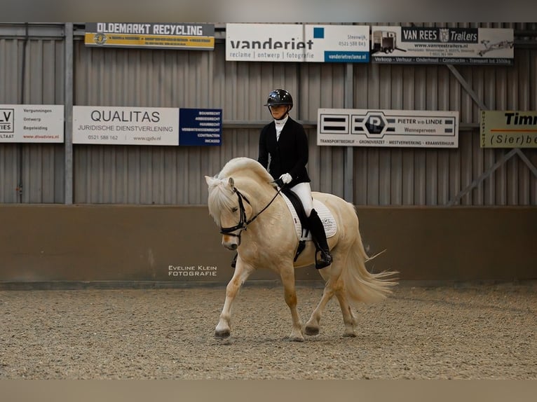 Fjord Horses Stallion Foal (04/2024) 14,2 hh White in Hijken