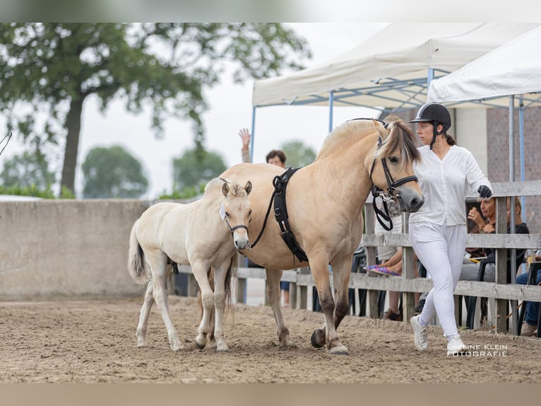 Fjord Horses Stallion Foal (06/2025) 14,1 hh Dun in Hellouw