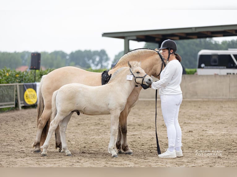 Fjord Horses Stallion Foal (06/2025) 14,1 hh Dun in Hellouw