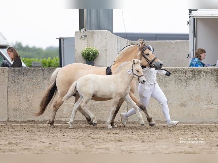 Fjord Horses Stallion Foal (06/2025) 14,1 hh Dun in Hellouw