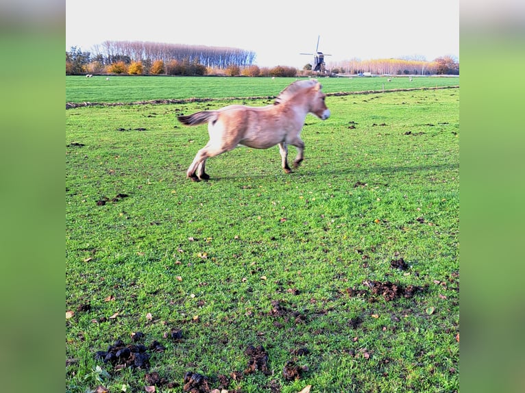 Fjord Horses Stallion Foal (06/2025) 14,1 hh Dun in Hellouw